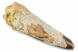 Fossil Spinosaurus Tooth - Feeding Worn Tip #373946-1